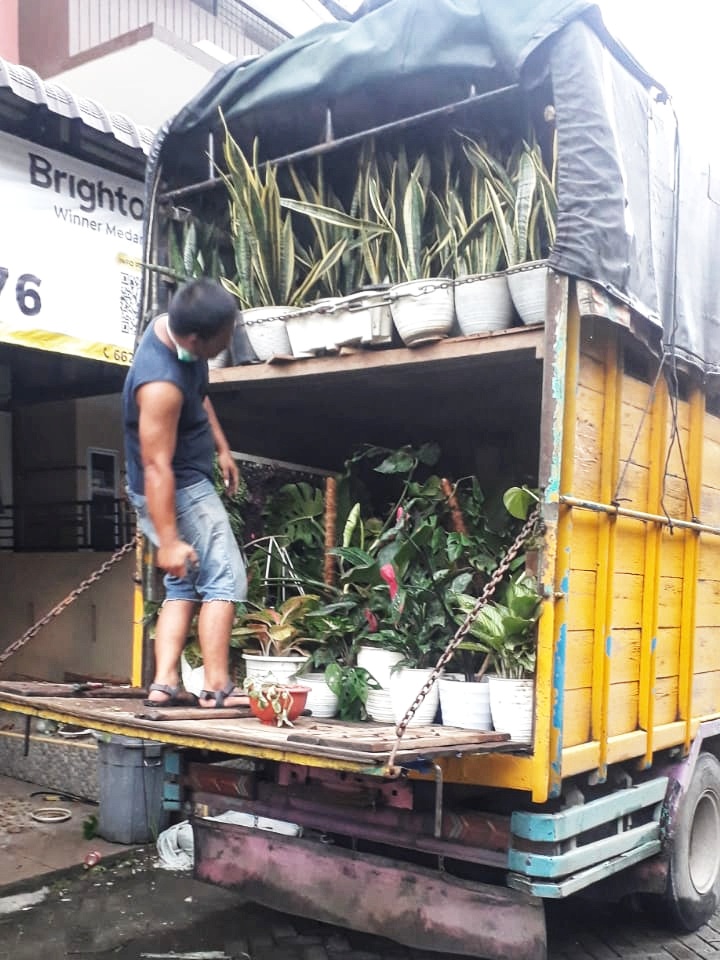 Pengiriman Tanaman Hias